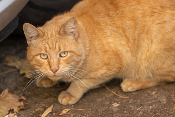 close up portrait of a cat