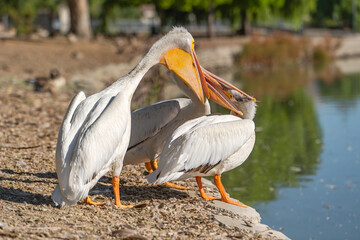 White American Pelicans fighting with their beaks.