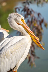 Close-up of a White American Pelican. 