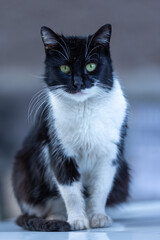 close up portrait of a cat