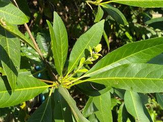 Green leaf