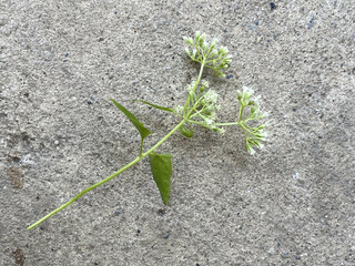 little white flower