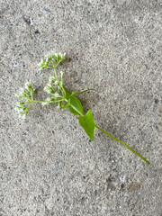 little white flower