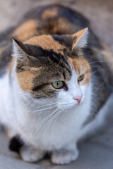 close up portrait of a cat