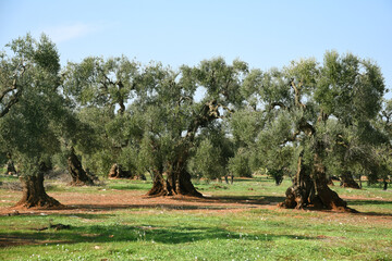 Large olive trees in southern region of Italy - Puglia, Apulia, known for best olive oil