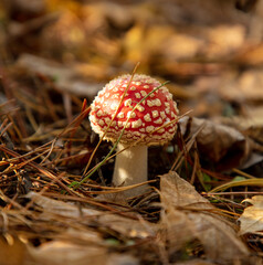Not a edible mushroom in the woods.
