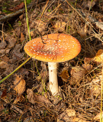 Not a edible mushroom in the woods.