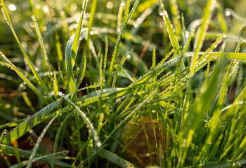 Dew drops on the green grass in the morning.
