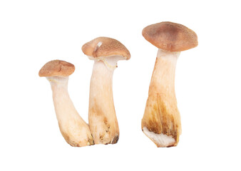 Honey agaric mushroom isolated on white background.