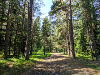 Beautiful coniferous forest in Arkhyz village. The road goes deep into the forest. Teberdinsky natural reserve. Arkhyz, Karachay-Cherkessia, Russia