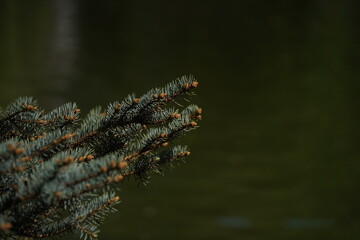 Branches of a wild coniferous tree on the background of a pond.