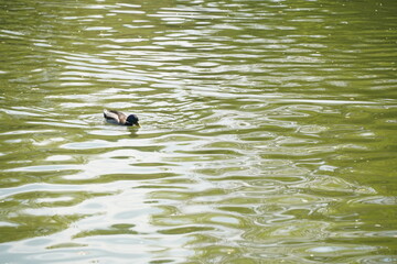 A duck swims in a city park pond.