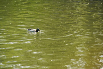 A duck swims in a city park pond.