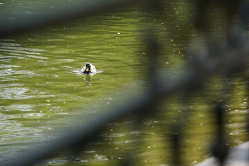 A duck swims in a city park pond.