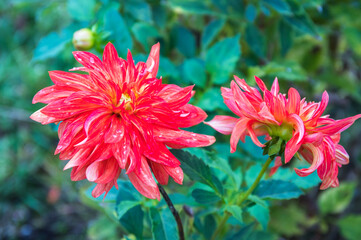 Autumn dahlias bloom in the garden