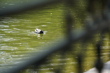 A duck swims in a city park pond.