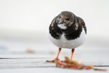 An Ruddy turnstone