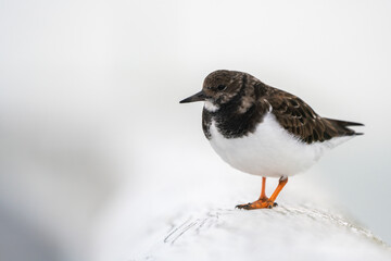 An Ruddy turnstone