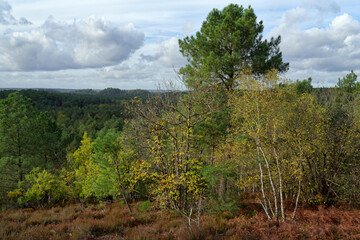 Obraz premium Rocks and hills in the circuit of 25 bumps. Fontainebleau forest