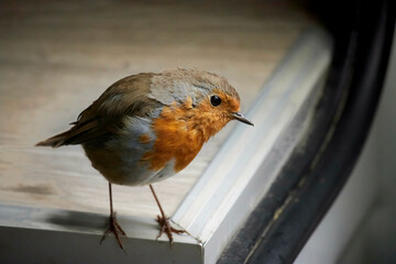 A beautiful Robin captured in Scotland