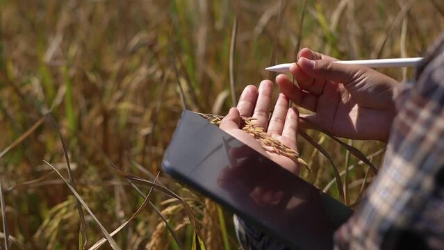Female farmer with laptop checking and controlling the crop of riceberry in the field. ready to harvest Young agronomist inspecting riceberry