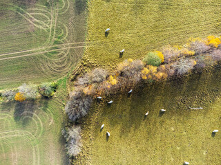 Aerial view. Rural landscape in a village in Poland, aerial view of white milk cows in a meadow. 