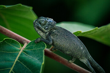 green lizard on a tree