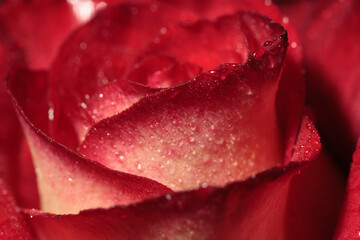 macro photography of red rose bud petals with dew drops close up