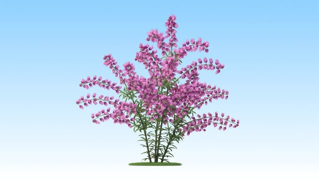 Thimble flower on a white background 3D animation, Flowering shrubs animate in the wind on white background with alpha matt 3D virtual tree. Separated with alpha channels