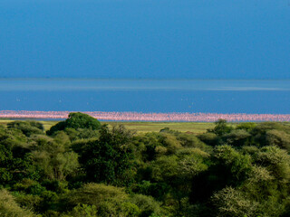 Flamingos at a lake