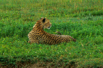 Fototapeta na wymiar Cheetah in the grass