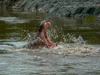 Hippopotamus in water