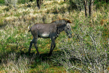 Zebra in the savannah