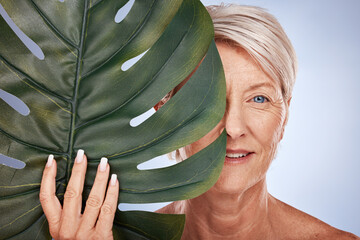 Face, beauty and old woman with monstera leaf on blue studio background. Skincare, makeup and elderly female model from Canada with organic plant cosmetics for anti aging, healthy and glowing skin.