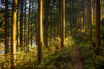 Tama River (Okutama Fishing Center to Mitake Station)
