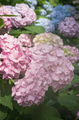 Beautiful  hydrangea flowers background - 546182292