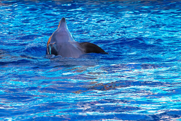 floating dolphin on its back flaps its fins in the water. Dolphin therapy. horizontal