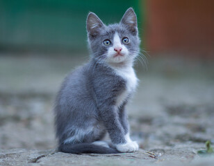 Gray cat. Portrait of a cat. Pets. Background