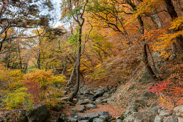 Colorful yellow and orange trees at rocks at fall autumn forest in the mountains at Beomeosa Temple...