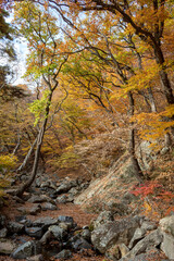 Colorful yellow and orange trees at rocks at fall autumn forest in the mountains at Beomeosa Temple in Busan South Korea