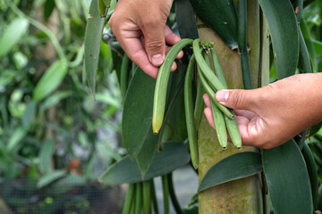 Close up, farmers harvest ripe vanilla pods from the plantation, selective focus