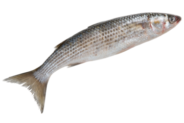 fresh silver mullet fish, as if levitating, isolate
