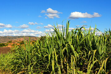 Champ de cannes à sucre