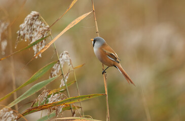 A male Bearded Tit, Panurus biarmicus, feeding on reed seeds growing at the edge of a lake.
