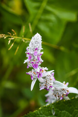 Garden flower close up