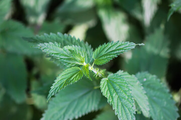 Bush of stinging-nettles. Green nettle leaves.