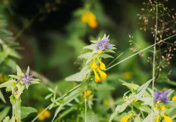 Flower Melampyrum nemorosum. Wildflowers