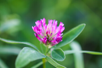 Pink clover. Medical plant geowing in a wild nature