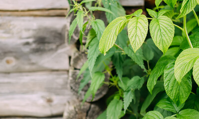Green leaves of the Raspberry plant. Medical herbs