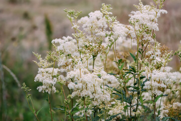 Meadowsweet or Filipendula ulmaria flowers. Medicinal plant in the natural environment. - obrazy, fototapety, plakaty